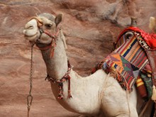 新疆大骆驼高清图