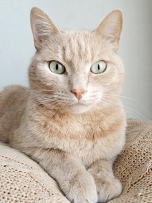大眼睛宠物猫精美图片
