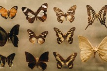美丽蝴蝶标本图片素材