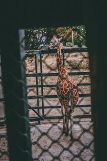 动物园长颈鹿背影图片素材