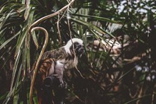 棉顶狨猴子图片下载