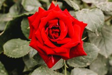 鲜艳红玫瑰高清图片