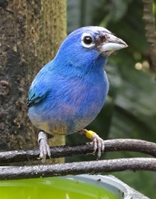 蓝色尖嘴鸟高清图片