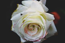 一支白色玫瑰花高清图片