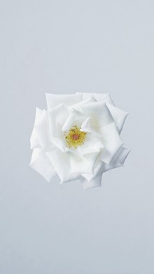 纯白花朵背景高清图