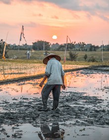 农民插水稻背影图片素材