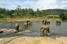 大象在喝水的图片下载
