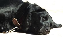 拉布拉多黑色犬精美图片
