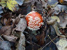 毒蕈红蘑菇精美图片