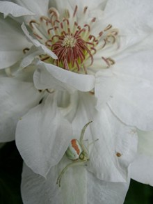 白色花朵微距拍摄图片素材