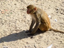 沙地野生猴子高清图