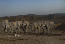 沙漠野生大象群高清图片