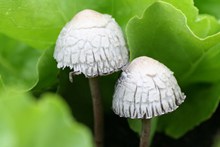 白色小蘑菇摄影图片下载