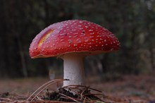飞木耳毒蘑菇精美图片