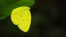 黄色蝴蝶摄影高清图片