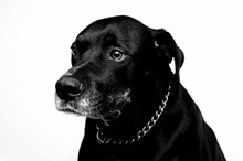 黑色狗狗肖像高清图