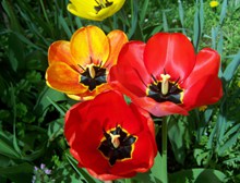 红色郁金香花朵摄影精美图片