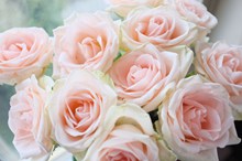 浪漫粉色玫瑰鲜花图片下载