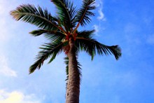 蓝天下绿色棕榈树高清图