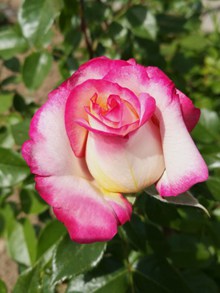 一只粉红玫瑰花高清图片