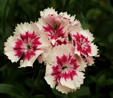 康乃馨花朵微距高清图片