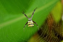 大蜘蛛织网图片素材