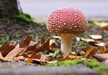 秋季白点红蘑菇图片