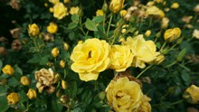 黄色玫瑰花海图片下载