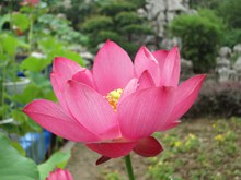 粉红色荷花花朵高清图片