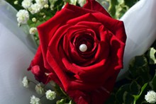 婚礼浪漫红玫瑰高清图片
