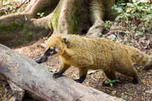 生态公园浣熊精美图片