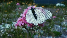 美丽白蝴蝶高清图