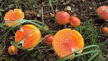 森林野生红蘑菇高清图片