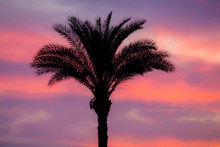 黄昏下棕榈树剪影图片