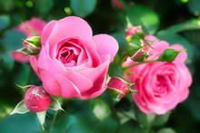粉红色玫瑰花摄影图片素材