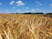 麦田成熟小麦精美图片