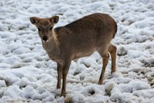 冬天雪地獐鹿图片素材