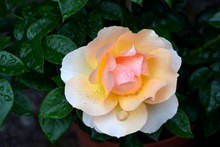 雨后浪漫玫瑰花朵图片下载