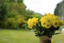 黄色菊花插花高清图