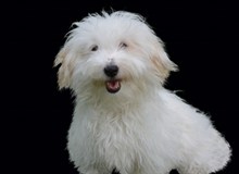 白色萌狗狗可爱精美图片