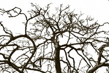 枯树枝摄影图片素材