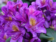 花园紫色杜鹃花精美图片