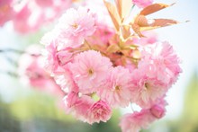 粉色红缨花朵图片下载