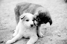 两只小狗亲吻精美图片