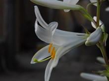 白色百合花花开高清图