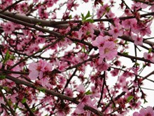三月粉色桃花盛开图片大全