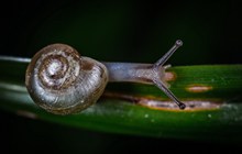 可爱蜗牛摄影图片