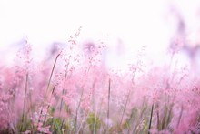 唯美粉色花草植物图片下载