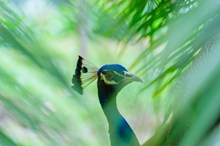 蓝孔雀摄影精美图片