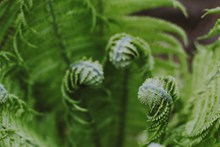 绿色蕨类植物摄影高清图